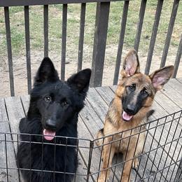 German Shepherds from Palmetto German Shepherds
