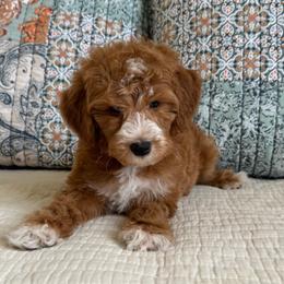 Mochi-orange - Red  male Goldendoodle puppy in Beckley, West Virginia from By Design Doodles