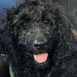 Darling - Black Goldendoodle puppy in Florida from Muddy Acre Pups