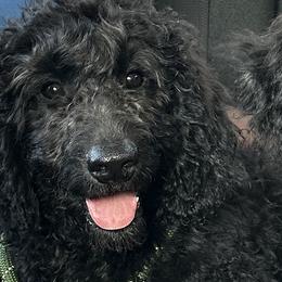 Darling - Black Goldendoodle puppy in Florida from Muddy Acre Pups