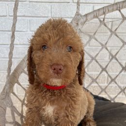 Goldendoodle Puppies from Moon Goldendoodles