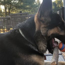 German Shepherds from German Shepherds