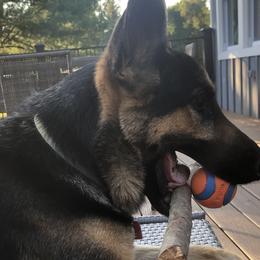 German Shepherds from German Shepherds