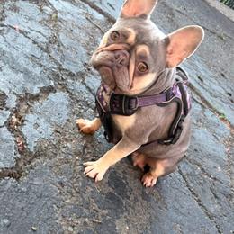 Seven - French Bulldog