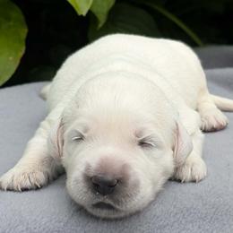 Murphy - Light golden male Golden Retriever puppy in Walnut Grove, Missouri from Forever Your Puppies