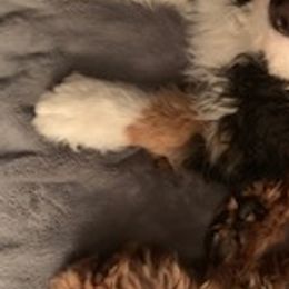 Bernedoodles and Goldendoodles from P&P Pups