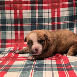 Girl 1 short tail - Black brindle female American Staffordshire Terrier puppy in Springfield, Illinois from Prairieland Kennels