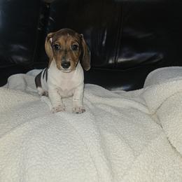 Male 3 - Chocolate and cream male Dachshund puppy in Gilbert, Arizona from HPM