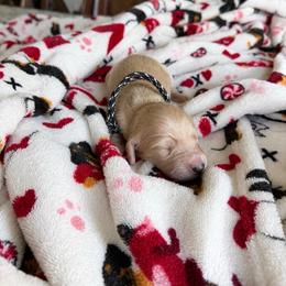 Edward - Cream male Dachshund puppy in Molino, Florida from Dooney's Dachshunds