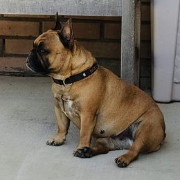 Willa - French Bulldog