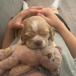 Sawyer - Buff male Cocker Spaniel puppy in Spotsylvania, Virginia from Wilkshire Farm