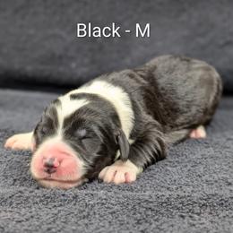 Black - Black and white male Sheepadoodle puppy in Seaman, Ohio from Ohio Valley Sheepadoodles