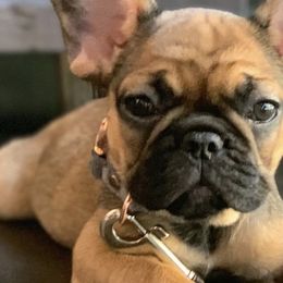 French Bulldogs from Nezzy’s Frenchies