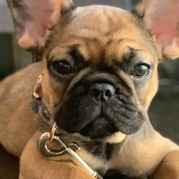 French Bulldogs from Nezzy’s Frenchies