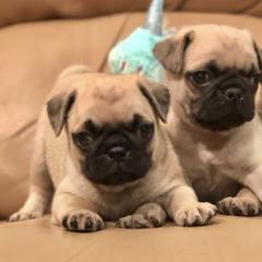 Pugs from Daigrepont Pugs