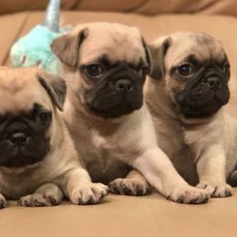 Pugs from Daigrepont Pugs