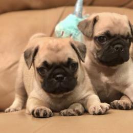 Pugs from Daigrepont Pugs
