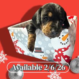 Black and Tan Female 1 - Black and tan female Dachshund puppy in Newark, Ohio from Freyja’s Legacy Dachshunds