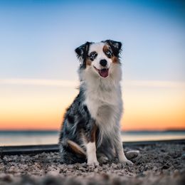 Phoenix - Miniature American Shepherd