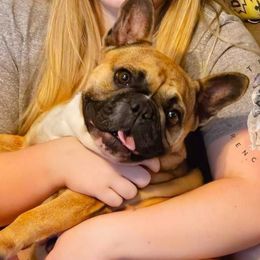 Bourbon - Fawn and white French Bulldog puppy in Strunk, Kentucky from Waters Edge French Bulldogs LLC
