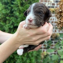 Peach Girl - Brown female Double Doodle puppy in Huntsville, Alabama from Winchester Doodles