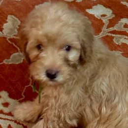 Luna - Goldendoodle