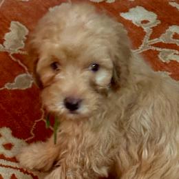 Luna - Goldendoodle