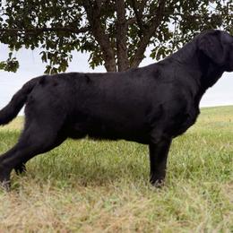 Maverick - Labrador Retriever