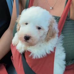 Male 5 - Cream male Goldendoodle puppy in Clarksville, Tennessee from Tennessee Goldendoodles, since 2014