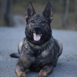 Ebbie - German Shepherd