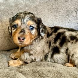 Kaiser - Dapple male Dachshund puppy in Queen Creek, Arizona from Jolly Rogers Dachshunds