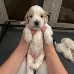 Sage - Red roan male Cockapoo puppy in Colorado Springs, Colorado from Colorado Cockapoos