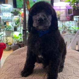 Mimic - Silver male Poodle puppy in Alaska from Rumor Haz It Kennels