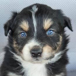 Australian Shepherd, Shichon, and Shihpoo Puppies from Pilot Hill Teddy Bear Puppies