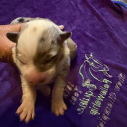 Boy 1 - Blue merle and white male American Corgi puppy in Pioneer, Michigan from Country Corners Corgis