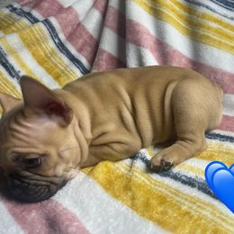 French Bulldog Puppies from South Texas Frenchies