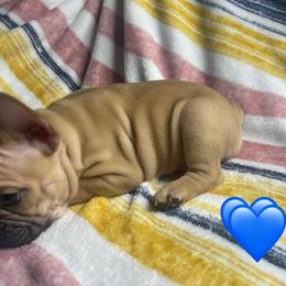French Bulldog Puppies from South Texas Frenchies