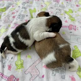 Pekingese Puppies from Della Serra Pekingese