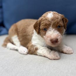 Tillie - Apricot female Aussiedoodle puppy in Holly Springs, North Carolina from Whiskey River Doodles