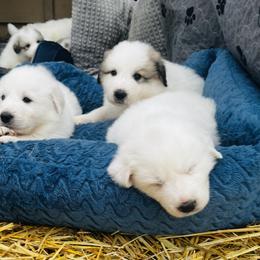 Badger Female will look white as adult. - White and badger female Great Pyrenees puppy in Milton Freewater, Oregon from Polar Light Great Pyrenees