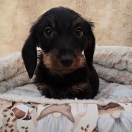 Black and Tan Standard Wire female - Black and tan female Dachshund puppy in Cheney, Washington from Nouvelle Standard Dachshunds