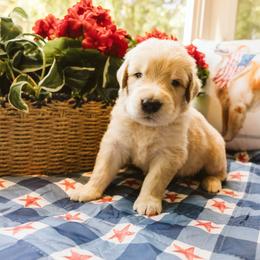 Noah - Golden male Golden Retriever puppy in Ramona, California from SDPREMIERGOLDENS