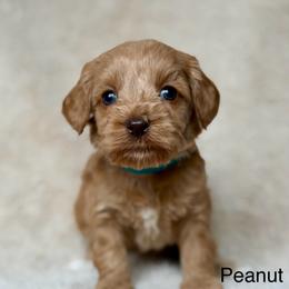 Peanut - Caramel female Australian Labradoodle puppy in Londonderry, New Hampshire from Granite State Labradoodles