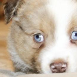 German Shepherds and Miniature Australian Shepherds from Taylor Pevehouse