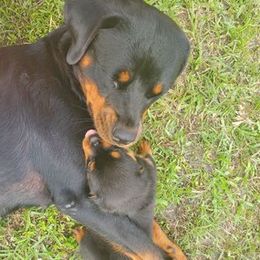 Rottweilers from Rottie Mama