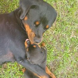 Rottweilers from Rottie Mama
