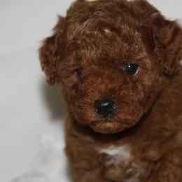 Australian Shepherd, Goldendoodle, and Poodle Puppies from 5AFarms
