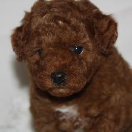 Australian Shepherd, Goldendoodle, and Poodle Puppies from 5AFarms