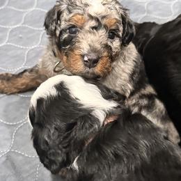Aussiedoodle and Bernedoodle Puppies from LolliPop Farms