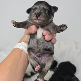 Ordell - Blue merle male Bernedoodle puppy in Crawfordsville, Indiana from Winding Creek Ranch